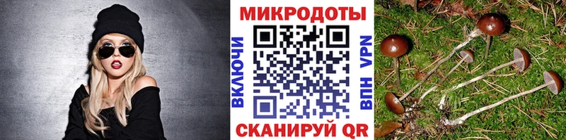 блэк спрут ссылка  купить наркотики сайты  Вилючинск  Галлюциногенные грибы Magic Shrooms 